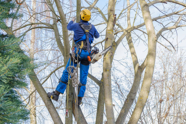 Trusted Kennesaw, GA Tree Removal Experts