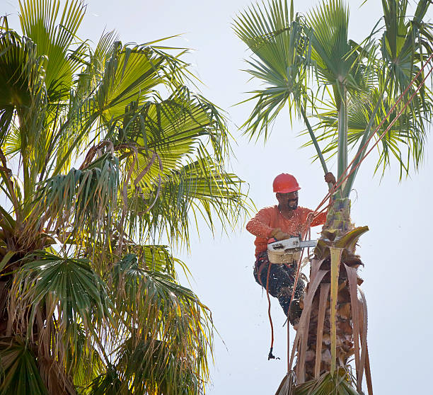 Best Emergency Tree Removal  in Kennesaw, GA