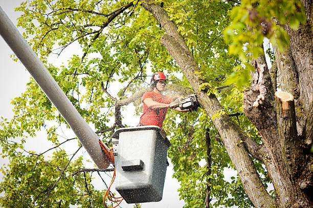 Best Storm Damage Tree Cleanup  in Kennesaw, GA